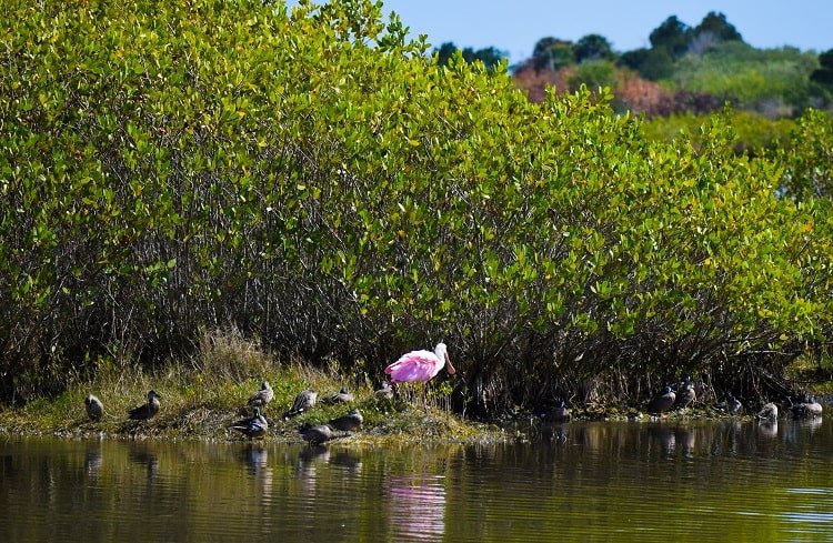 se permiten perros en merritt island national wildlife refuge